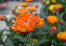 A special flower; Xerochrysum bracteatum - Granvia 'Red Orange Flame'. It is a so-called dried flower (with petals 'like paper'). Several new colors are coming, now that we have succeeded in breeding the plant to produce "sturdy stems."